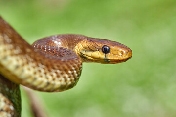 Aesculapian snake ( Zamenis longissimus), previously Elaphe longissima in natural habitat