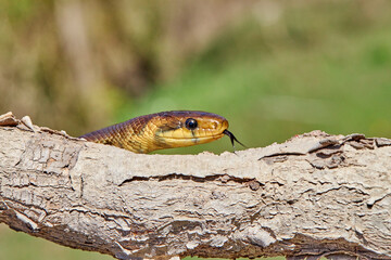 Aesculapian snake ( Zamenis longissimus), previously Elaphe longissima in natural habitat