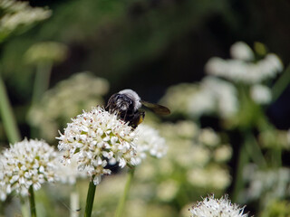 bee on a flower