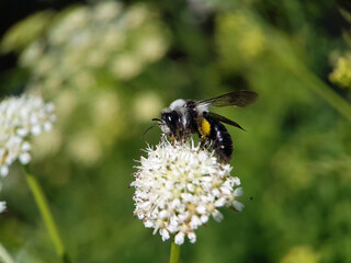 bee on a flower