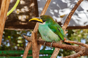 ave naturaleza