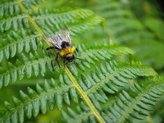 bee on a fern