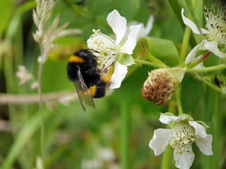 bee on a flower