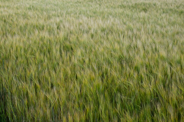 Grain price, wheat shortage and food crisis concept. Russian-Ukrainian grain deal.