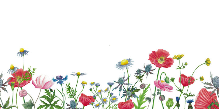 Wild flowers seamless border, invitation, greeting card with red poppy, camomile, cornflower, anemone, ranunculus, eryngium flower hand drawn isolated on white.