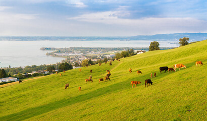 Cows at golden hour in the pasture above Rorschach, overlooking Lake Constance