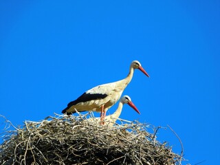 Graceful storks in the Clear Blue Sky