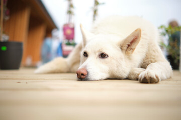 A white dog rests on a wooden terrace