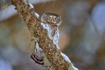 Eurasian pygmy owl (Glaucidium passerinum) in natural habitat