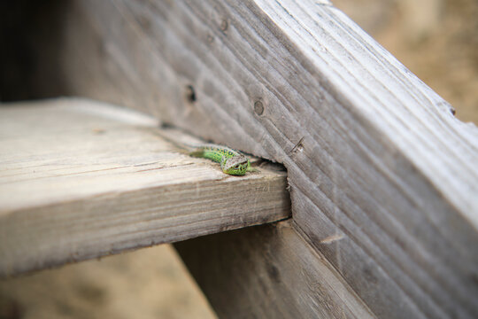 Small green lizard on wooden stairs