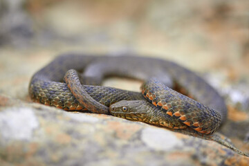 Dice snake (Natrix tessellata) in natural habitat