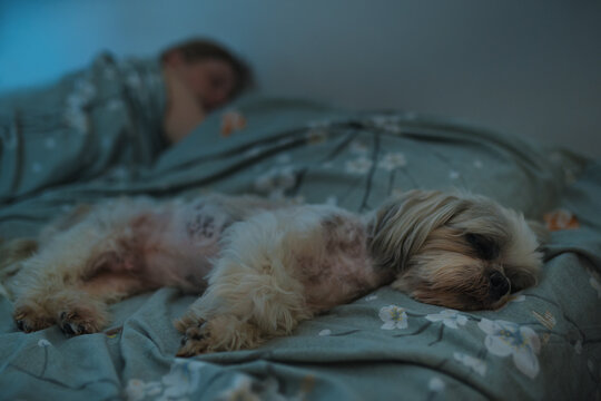 Shih Tzu dog sleeping on the bed with its owner