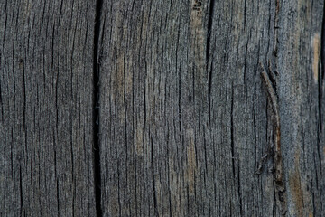 Obraz premium Old wood macro texture or background