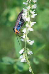 A Virginia ctenucha moth feeds on white sweet clover flowers at Thicksons Point in Whitby, Ontario.