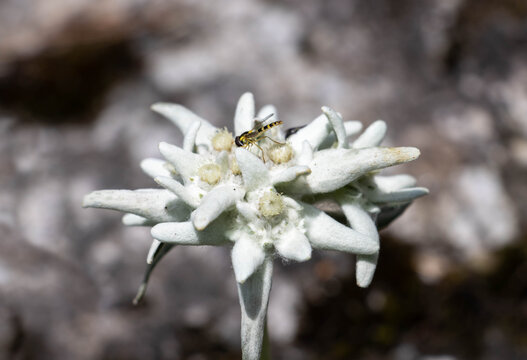 Tiny bee on an Edelweiss flower in the Swiss Alps