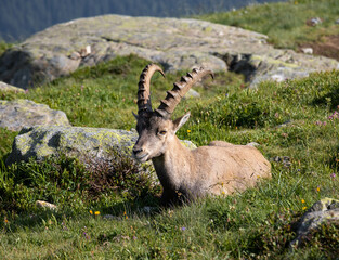 Bouquetin (also known as alpine ibex or steinbock) resting in the Aiguilles Rouges massif, France