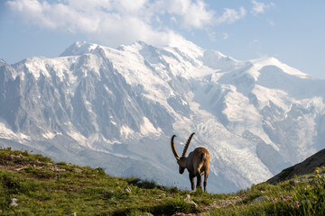 Bouquetin (alpine ibex or steinbock) with the Mont Blanc in the background, in the French Alps