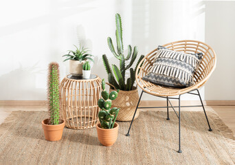 Set of cactus plants in the corner of a room, next to a rattan chair that decorated with a fabric cushion, inside a room