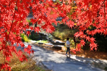 진주수목원의 가을풍경