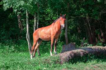 Horse on a green meadow