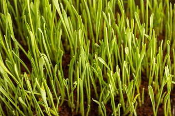 Fototapeta na wymiar Growing cat grass process at day 5. Using organic seed and soil. Great food for indoor or outdoor cat, dogs and other pets.