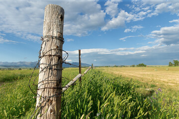 Selective focus of old rustic barbed wire fence post by unharvested rural agricultural field of wheat or corn with mountains in the background and blue sky with clouds in Montana farm near Livingston - Powered by Adobe