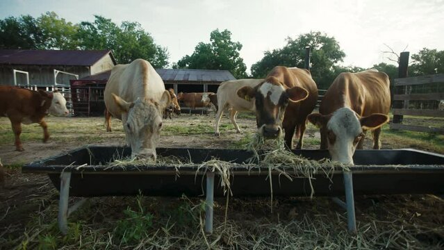 Cows Eat From Trough In The Morning In Rural Texas Usa