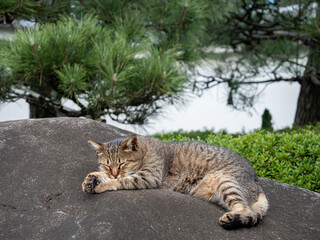 庭で昼寝をする猫