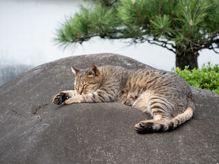 庭で昼寝をする猫