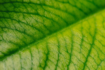 Foto macro de las hojas naturales de una planta, hojas de ortiga. fondo negro con espacio para texto