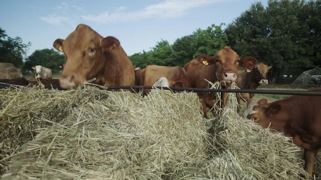 Cows Eat From Large Pile Of Hay In Pasture