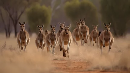 Fototapete Antilope antelope animal wildlife impala gazelle mammal deer