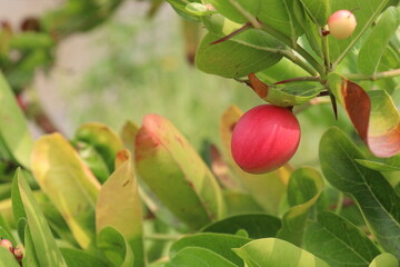Carissa carandas fruit on tree on farm