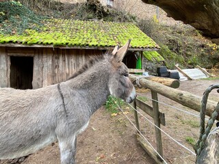 Donkey 