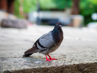 街中の神社で小首をかしげる鳩