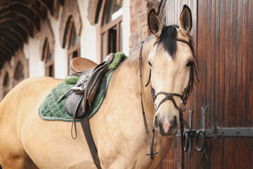 Adorable horse near barn outdoors. Lovely domesticated pet - obrazy, fototapety, plakaty