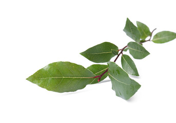 Obraz premium Branch of fresh bay leaves on white background