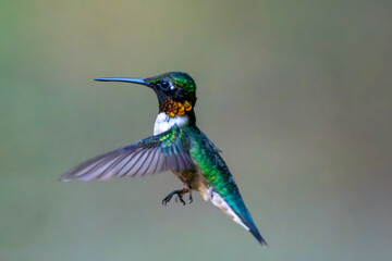 Flying male Ruby Throated hummingbird.