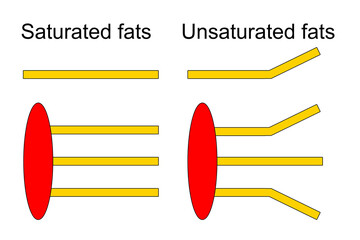 Structure of saturated and unsaturated fat