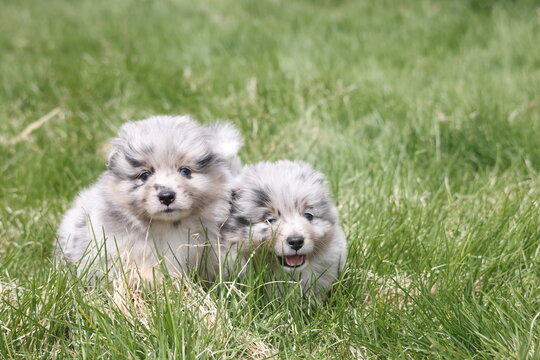 Two blue Merle pomeranian puppies 