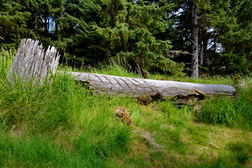 Historic Totem Poles at Skedans, Haida Gwaii, BC, Canada