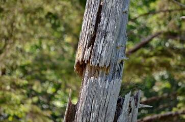 Historic Totem Poles at Skedans, Haida Gwaii, BC, Canada