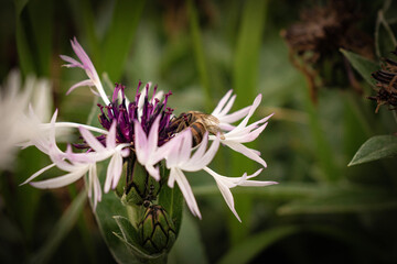 bee on thistle