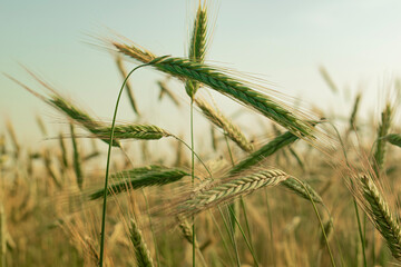 field of wheat