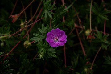 pink and yellow flower