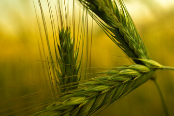 ear of wheat
