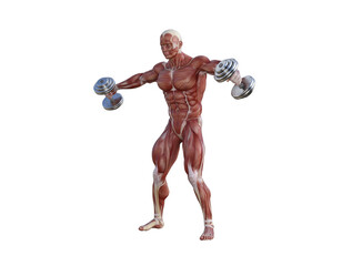Fototapeta na wymiar Muscle anatomy of man performing workout exercises using dumbbells and barbell