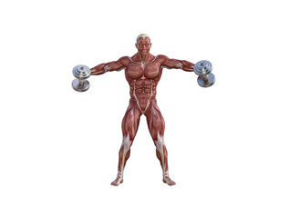 Muscle anatomy of man performing workout exercises using dumbbells and barbell