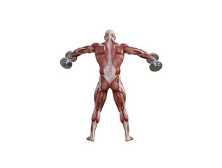 Muscle anatomy of man performing workout exercises using dumbbells and barbell