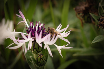 bee on a flower